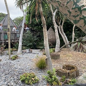 Ring-tailed Lemur Walk-through