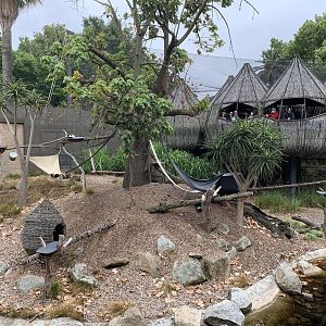 Black-and-white Ruffed Lemur Exhibit