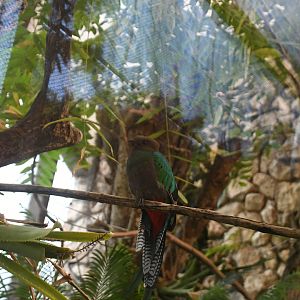 Resplendent Quetzal female