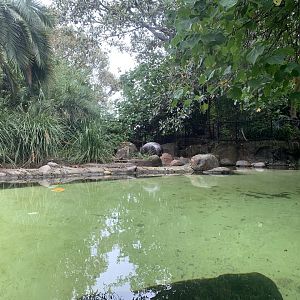 Pygmy Hippo Exhibit