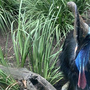 Cassowary