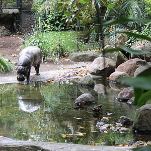 Pygmy Hippo