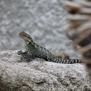 Wild Water Dragon