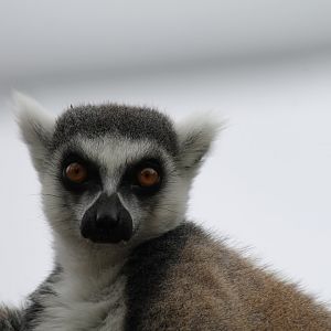 Ring-tailed Lemur