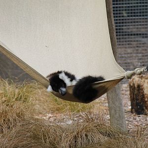 Black-and-white Ruffed Lemur