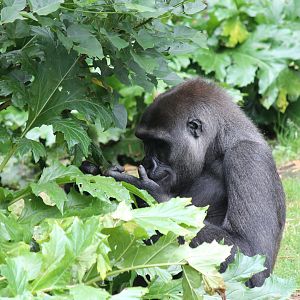 Gorilla