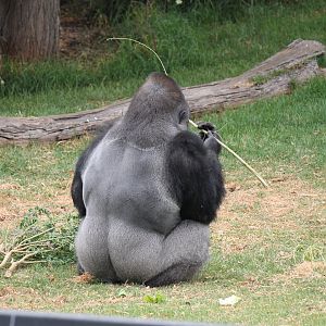 Gorilla