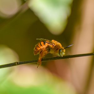 Teddy Bear Bee, Amegilla bombiformis