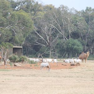 Oryx and Camel