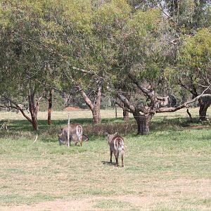 Waterbuck