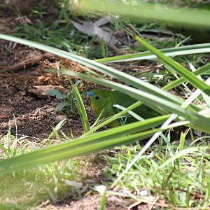 Orange-bellied Parrot