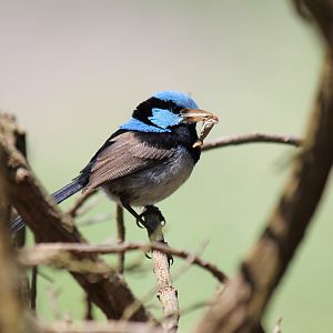 Wild Superb Fairywren