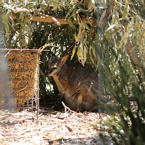 Tammar Wallaby