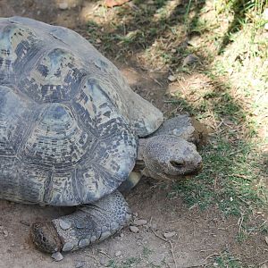 Leopard Tortoise