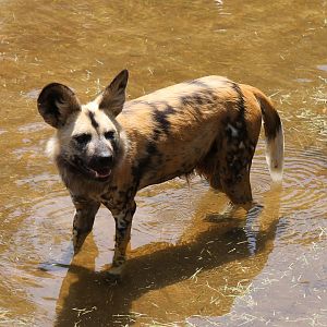 African Wild Dog