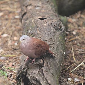 Ruddy Ground Dove