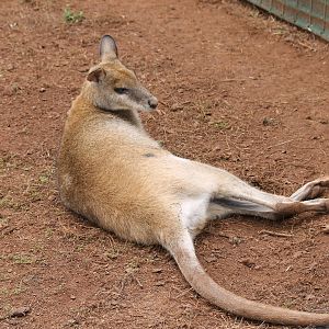Agile Wallaby