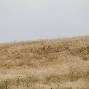 Guanaco on the Hill