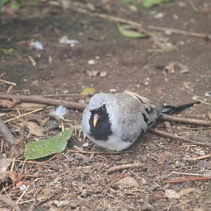 Namaqua Dove