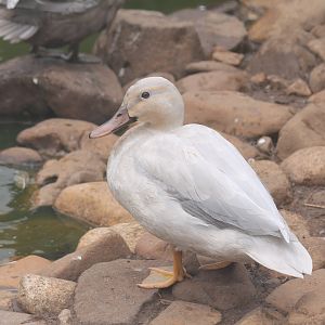 Leucistic Pacific Black Duck