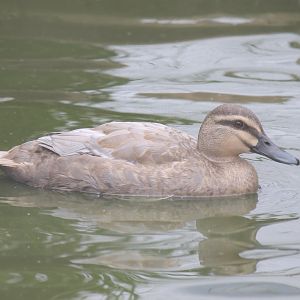 Leucistic Pacific Black Duck