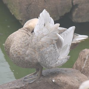 Leucistic Pacific Black Duck