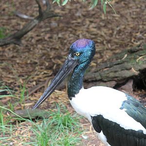 Black-necked Stork