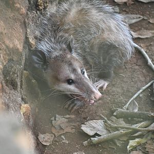 Opossum