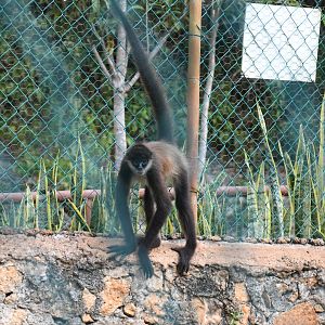 Geoffroy's Spider Monkey