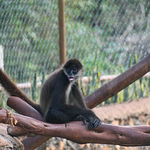 Geoffroy's Spider Monkey