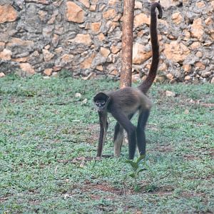 Geoffroy's Spider Monkey