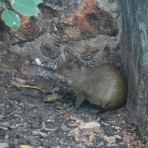 Central American Agouti