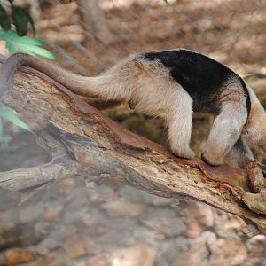 Tamandua (no longer at the zoo)