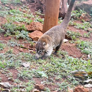 White-nosed Coati