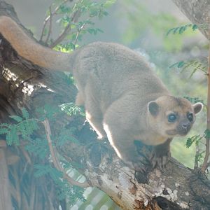 Kinkajou