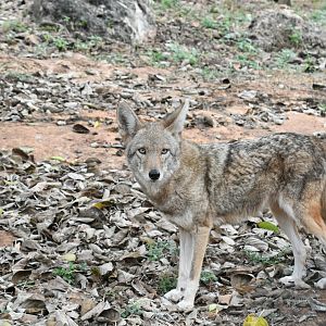 Coyote