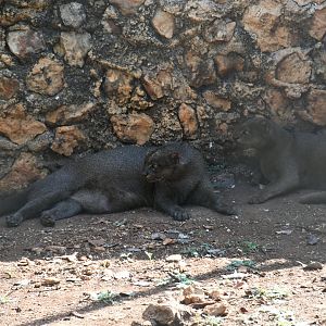 Jaguarundis
