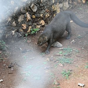 Jaguarundi