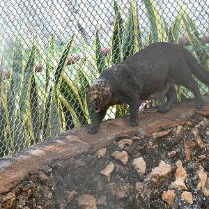 Jaguarundi