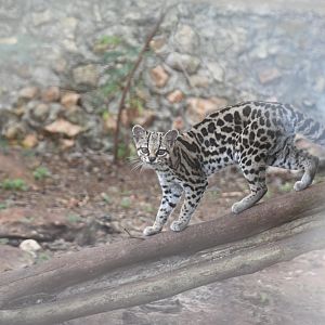 Margay