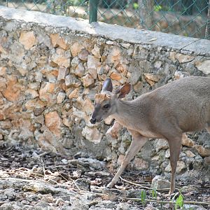 Yucatan Brocket Deer