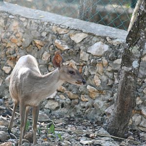Yucatan Brocket Deer