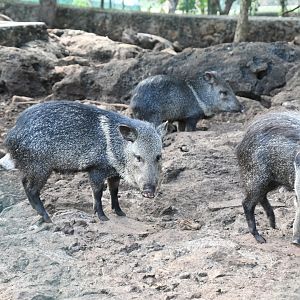 Collared Peccaries