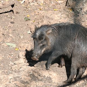 White-lipped Peccary