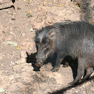 White-lipped Peccary