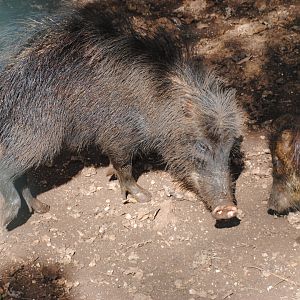 White-lipped Peccary