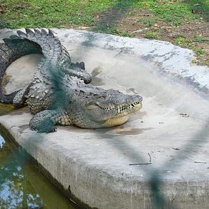 American Crocodile