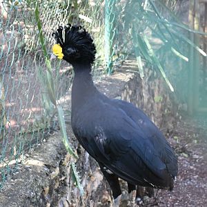 Great Curassow