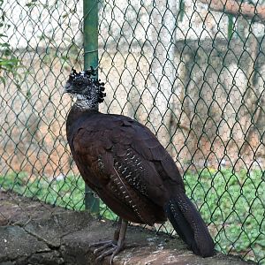 Great Curassow