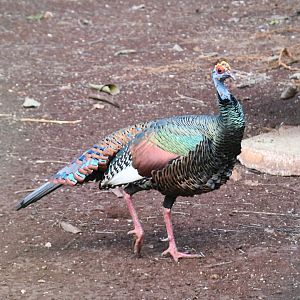 Ocellated Turkey